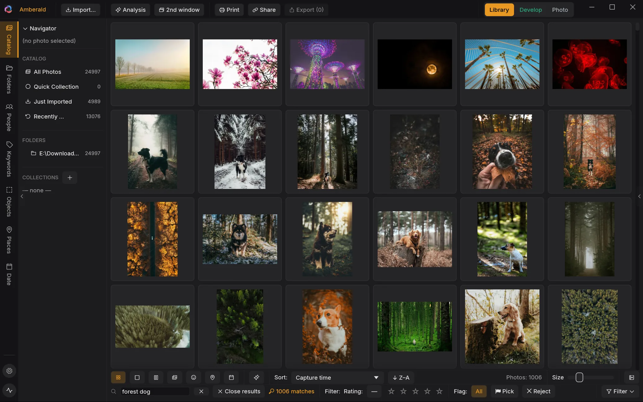 Amberald library showing the search query 'forest dog' with 1006 matches of dogs in forests